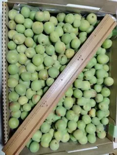 信州産小梅　　１，１ｋｇ　小粒　梅干し　カリカリ梅のサムネイル