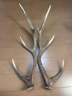 日本鹿の角57㎝→同個体の角