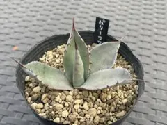 アガベ パリーホーチエンシス 実生 大株 約40cmオーバー アガベ パリー ホーチエンシス | mana's farm:塊根植物・アガベ