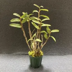 2026年最新】キバナノセッコクの人気アイテム - メルカリ