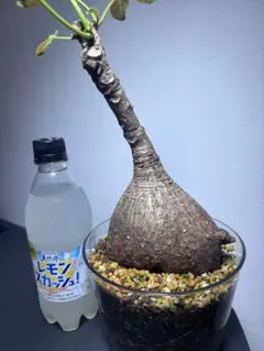 激レア/極美/塊根植物】フィランサス ミラビリス 大株 鉢植え A-6