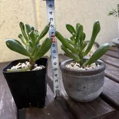 多肉植物 宇宙の木ゴーラム 抜き苗 3本 鉢無し - メルカリ
