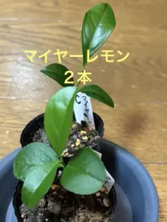レモン マイヤーレモン 苗木 実付き 四年生 大苗 鉢植え(現物) - メルカリ
