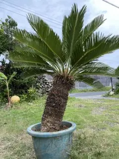 2025年最新】蘇轍の人気アイテム - メルカリ