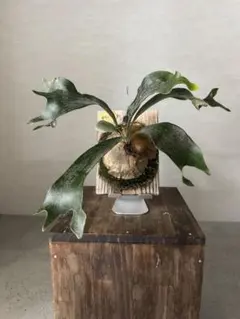 P. Lipo (willinckii x Lemoinei) コウモリラン - メルカリ