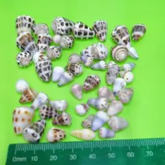 貝殻No880