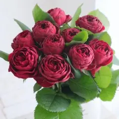 バラの森切花セット生花ネコポス