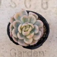 レア苗☆人気☆ストロベリーアイス錦　エケベリア　　　カット苗　多肉植物