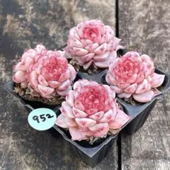プロフみてねCOOKY 様専用❗️952多肉植物　ビロード　抜き苗　4苗セット❣️
