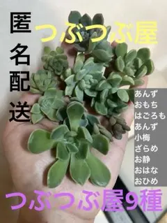 つぶつぶ屋　9種のサムネイル