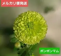 aポンポン菊 緑 苗 1株 メルカリ便発送‼️のサムネイル