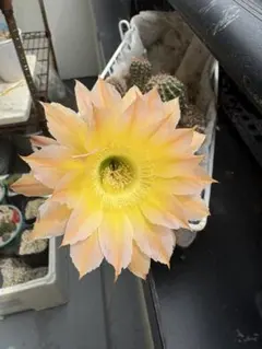 多肉植物 花サボテン ロビビア属 サニー 姉妹 | Mercari