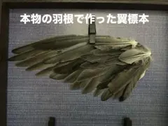 진짜 새의 깃털로 만든 앵무새의 단일 날개 표본 모형