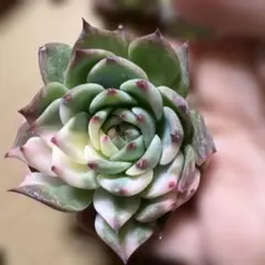 ぴよりん様 リクエスト 2点 まとめ商品