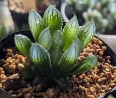 尖頭型で綺麗に青光りする ブラックオブツーサ ① ハオルチア ハオルシア