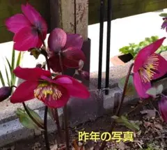 タクミ様 リクエスト 2点 まとめ商品