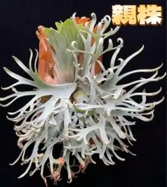 は*き様 ティランジア ピンクソルベット T