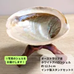 天然白蝶貝 シェル皿 25枚セット インテリア装飾用 天然白蝶貝 シェルプレート | 4サイズ - アクセサリーパーツ