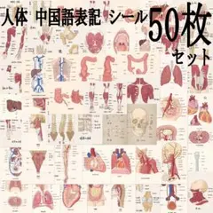 人体　中国語表記　シール50枚セット　ステッカー　臓器　内臓　骨格　心臓