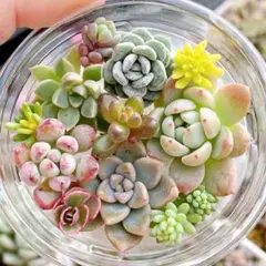 2025年最新】パープルヘイズ 多肉の人気アイテム - メルカリ