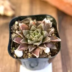 赤葉日高ミセバヤ 抜き苗 多肉植物 - メルカリ
