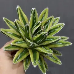 2025年最新】笹の雪錦の人気アイテム - メルカリ