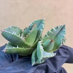 2026年最新】アガベ 子株 セットの人気アイテム - メルカリ