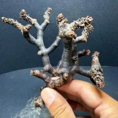 2025年最新】ペラルゴニウム ミラビレの人気アイテム - メルカリ