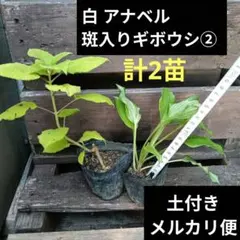 明日葉(アシタバ)抜き苗 5株 - メルカリ