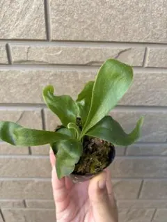 現品親株 大株 ビカクシダ ヒリー twenty OC yot#20 2025年最新