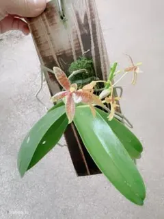 2025年最新】胡蝶蘭原種の人気アイテム - メルカリ