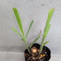 ハーブ苗 レモングラス イネ科植物 家庭菜園 山野草 料理/ティー