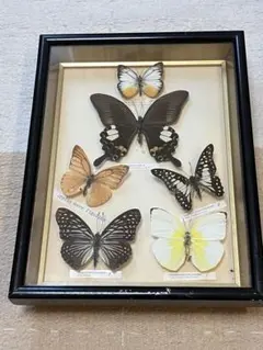 2025年最新】蝶 標本 レアの人気アイテム - メルカリ