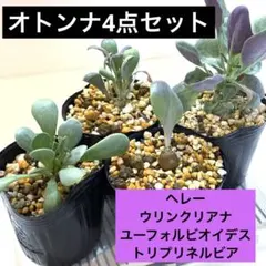 オトンナ　4点セット　鉢ごとのサムネイル