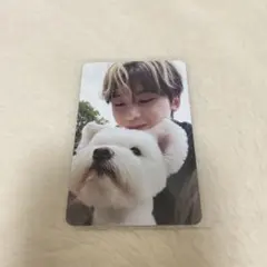 ゼベワンNEVER SAY NEVER メテュ マシュー 犬 トレカ