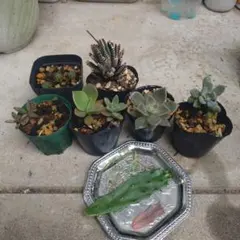 多肉植物☆お買い得セット☆根付き抜き苗★送料込み◉⁠即買い歓迎のサムネイル