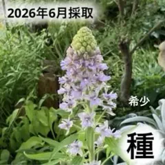 採れたて♪ 希少♪ 大人気 デルフィニウム レキーニィ 種15粒+αのサムネイル