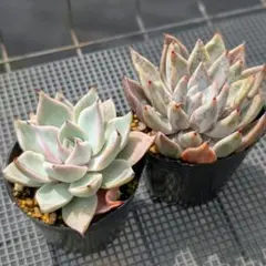 hikaru様 リクエスト 2点 まとめ商品