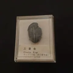 三葉虫 化石 Elrathia Kingi