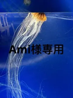 Ami様専用