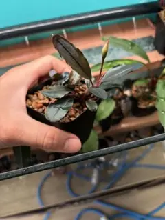 Bucephalandra sp. Aurora KN便 水上葉 宅急便配送 - メルカリ