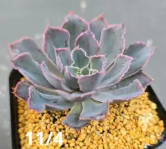 タ*サ様 エケベリア　ネオンブレーカーズ