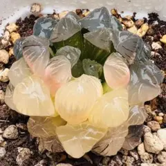 多肉植物 ハオルチア OB-1 紫オブツーサ錦 高透明 ぷるん質感