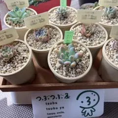 2025年最新】シムランスラグナサンチェスの人気アイテム - メルカリ