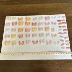 江ノ島の桜貝100枚②
