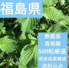 不起耕自然栽培、色の組合わせ可能、計20本、赤紫蘇、or青紫蘇抜き苗