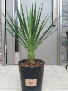 アロイフォリア　センジュラン ユッカ・アロイフォリア（千寿蘭）｜Yucca aloifolia | DESERT INC.