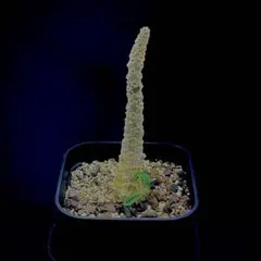 ドルステニアギガスブラータ 実生株 鉢ごとメルカリ便発送 2025年最新】ブラータ ギガスの人気アイテム - メルカリ