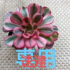 聖様 リクエスト 2点 まとめ商品