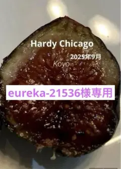 2025年最新】イチジク穂木の人気アイテム - メルカリ